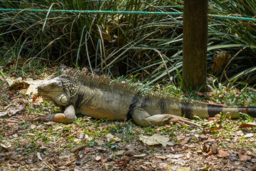 Big iguana lizard with skin color of earth and with long tail on the ground in botanical garden on a sunny day. Medellin, Colombia