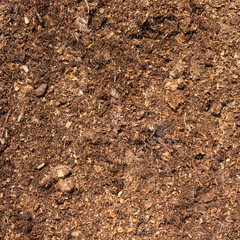 Natural eco-friendly fertilizer for the soil - horse manure.