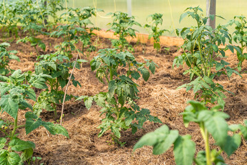 Growing vegetables in a greenhouse - a bed with tomatoes in early summer