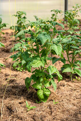 Growing vegetables in a greenhouse - Young tomato bushes with ovaries