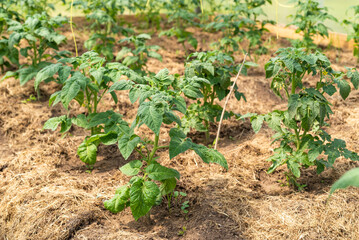 Growing vegetables in a greenhouse - a bed with tomatoes in early summer