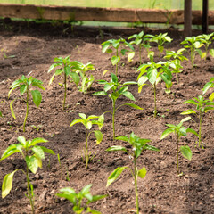 Garden with sprouts of bell pepper in a greenhouse on a home farm, selective focus