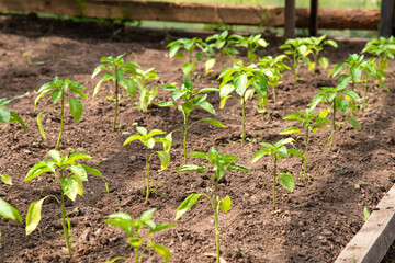 Garden with sprouts of bell pepper in a greenhouse on a home farm, selective focus