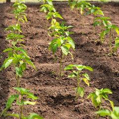 Garden with sprouts of bell pepper in a greenhouse on a home farm, selective focus
