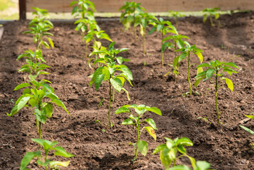 Garden with sprouts of bell pepper in a greenhouse on a home farm, selective focus