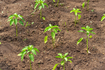 Garden with sprouts of bell pepper in a greenhouse on a home farm, selective focus