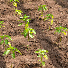 Garden with sprouts of bell pepper in a greenhouse on a home farm, selective focus