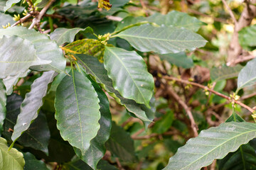Coffee tree leafes at coffee plantation in Minca - Farm coffee plantation in Colombia - Cafe...