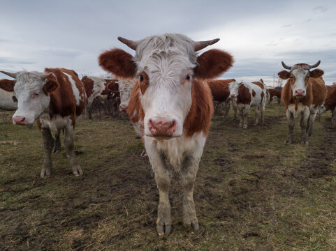 Cow herd in pasture, some of them stare at camera, during overcast day.