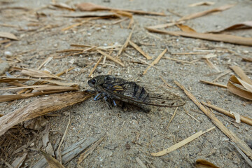 Cicada insect in Colombia, Minca - Macro,Cicada sits in natural habitat.