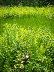 Summer landscape - marsh plants on the edge of the forest