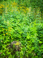 Summer forest landscape - Glade in the forest with flowers and plants and stump in the grass in the foreground