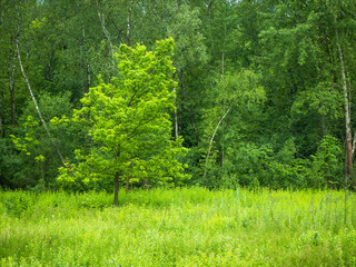 Summer forest landscape - Young oak on the border of the forest and swamp