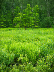 Summer forest landscape - Young oak on the border of the forest and swamp