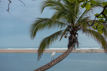 Coconut tree (Cocos nucifera) is growing over the water on a caribbean beach - a paradise for birds
