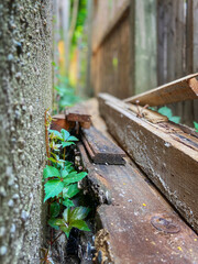 Common Virginia creeper vine sprout growing through cement wall and debris