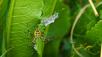 Argiope bruennichi (wasp spider) on a net in a grass