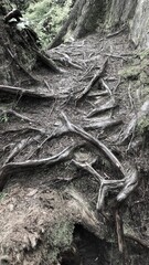 Tree roots on forest ground
