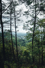 Obraz premium Mountains and green trees during the day