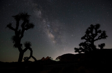 milky way core seen between silhouettes of two Joshua trees with some light painting on the rocks...