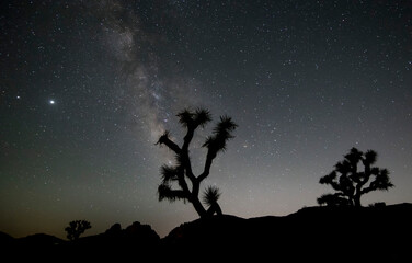 silhouette of a joshua tree against the milky way core