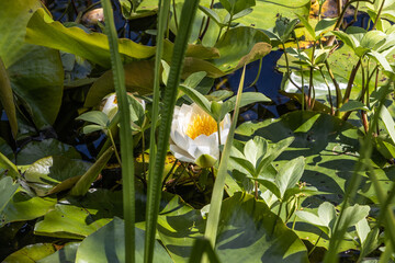 Fototapete bei efototapeten.de bestellen   