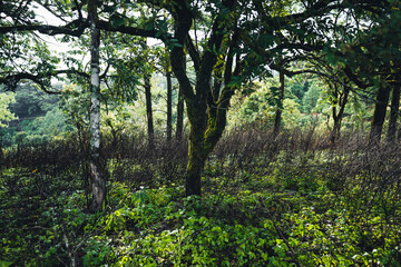 Mountains and green trees during the day