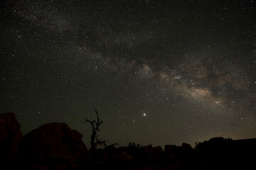 Milky way rising above this he horizon behind the silhouette of a tall Joshua tree with weird branches. Jupiter is peeking from behind one of the branches. 