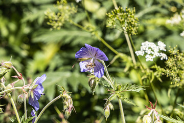 Fototapete bei efototapeten.de bestellen   