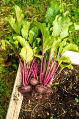 Freshly picked beetroots