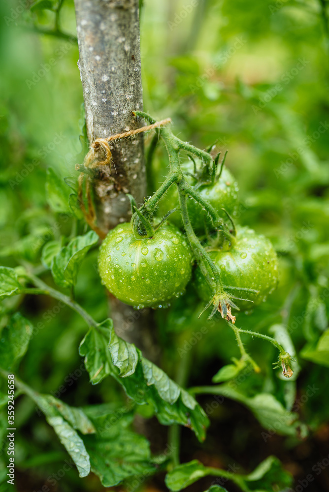 Wall mural green tomatoes