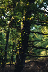 Mountains and green trees during the day