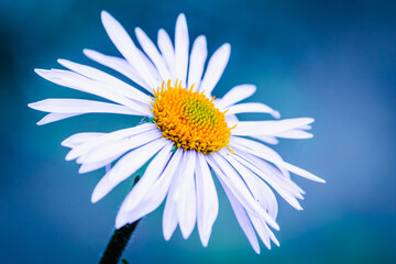 Obraz premium White chamomile flower close up with blurred background