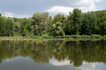 big lake in the green forest