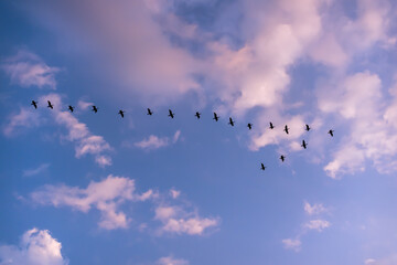 Birds flying in V form shape in blue sky clouds