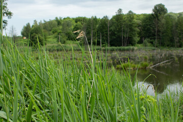 big lake in the green forest