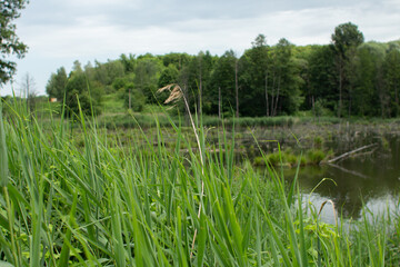 Obraz premium big lake in the green forest