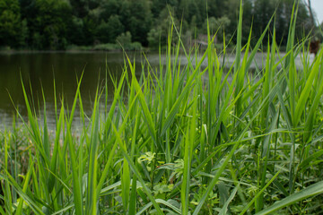 big lake in the green forest
