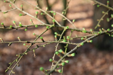 Small green buds of a tree