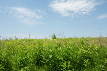green field with grass and bushes and blue sky