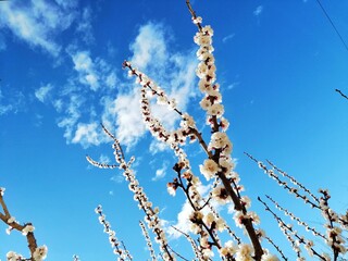 branches of a apricot with blossoms against the sky