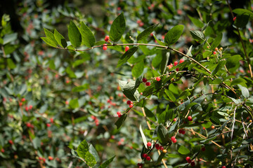 red berries on a tree