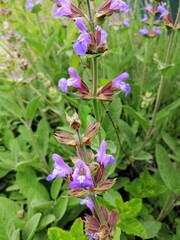 violet flower in the garden, green grass, close up