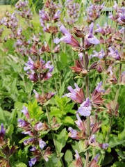 Fototapeta premium violet flower in the garden, green grass, close up