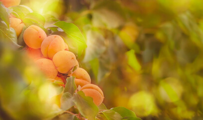 Sweet Apricots on branch, summer fruit harvest, natural green background