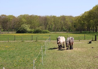 Belgian horses in the field, the Netherlands
