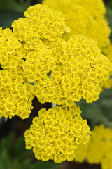 Vertical closeup of the bright yellow flowers of 'Moonshine' yarrow (Achillea 'Moonshine') © Nancy J. Ondra