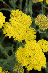 Vertical closeup of the bright yellow flowers of 'Moonshine' yarrow (Achillea 'Moonshine')
