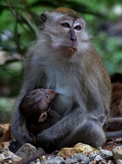Cute baby macaque monkey with its mother in the jungle