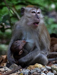 Baby macaque monkey feeding from its mother in the jungle